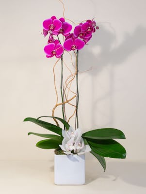 Double Purple Phalaenopsis Orchid Planter
