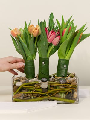 Tri-color Tulips
